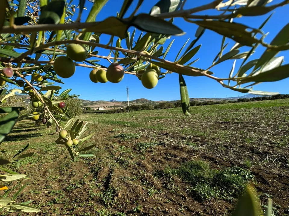 Helårsgrund i Valderice, Trapani - foto 3