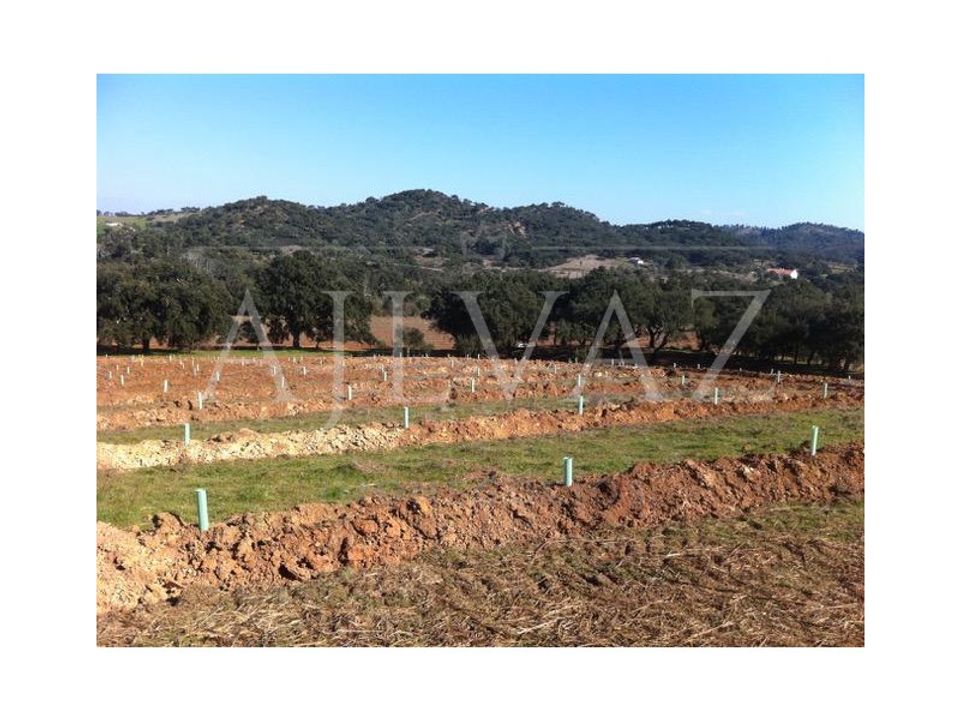 Terreno en Colos, Beja - foto 1