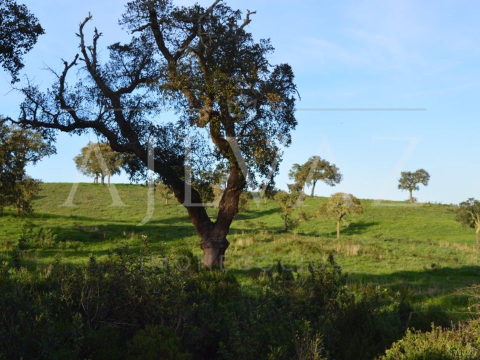 Helårsgrund i Santiago do Cacem, Setubal - foto 1