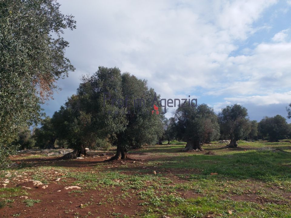 Helårsgrund i Carovigno, Brindisi - foto 4