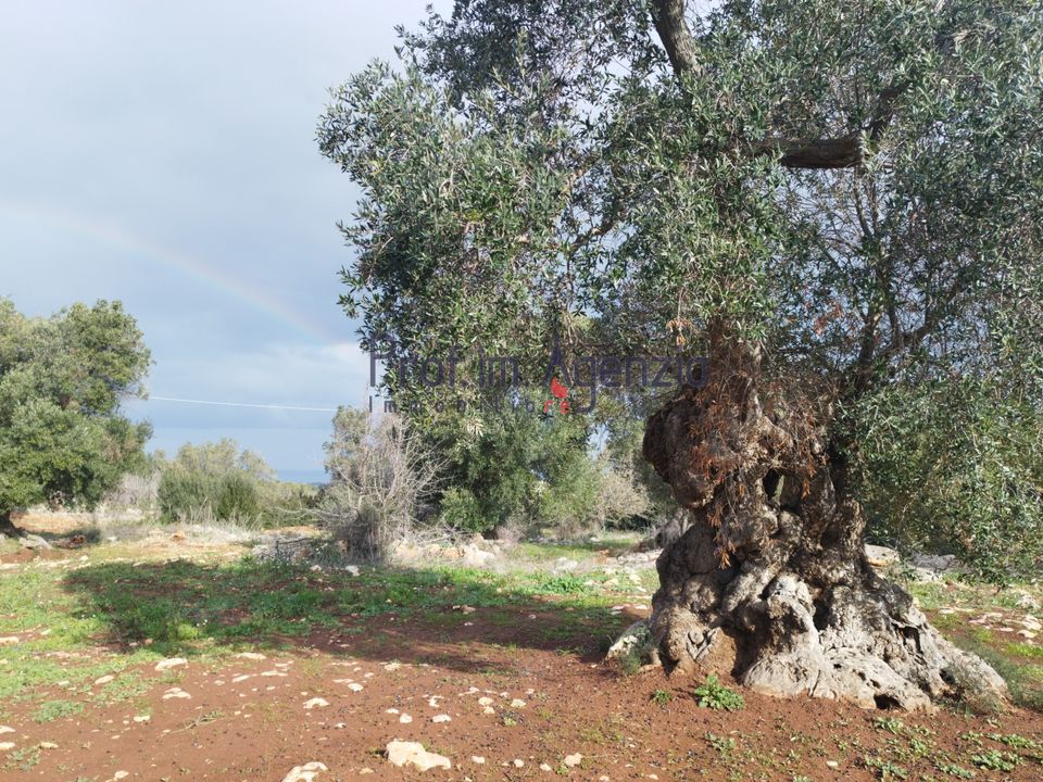 Helårsgrund i Carovigno, Brindisi - foto 5