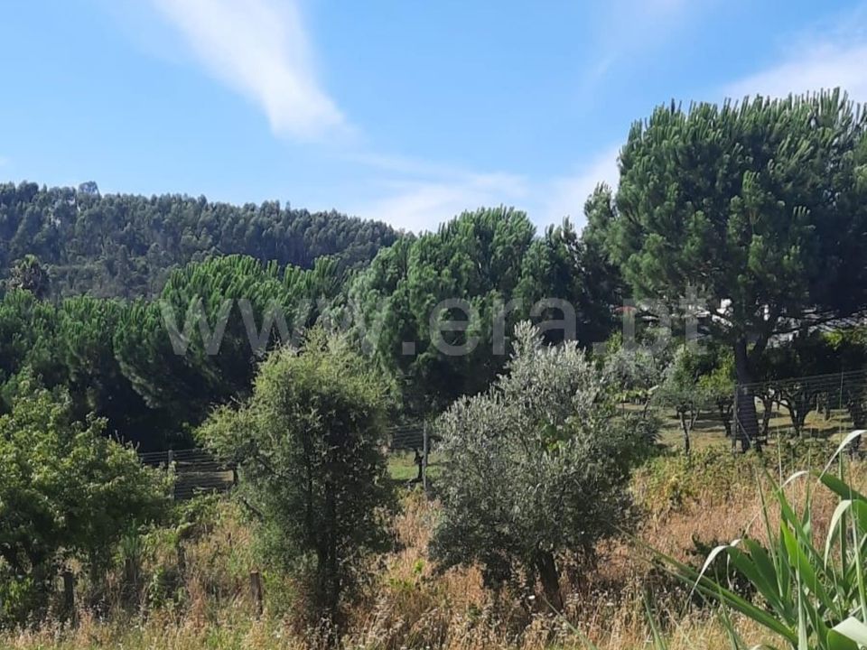 Helårsgrund i Vila Nova da Barquinha, Santarem - foto 1