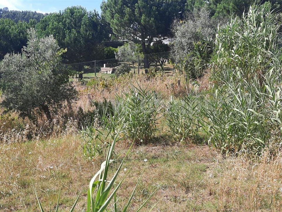 Helårsgrund i Vila Nova da Barquinha, Santarem - foto 3