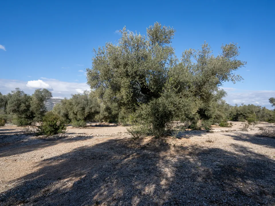 Finca i Ulldecona, Tarragona - bilde 2