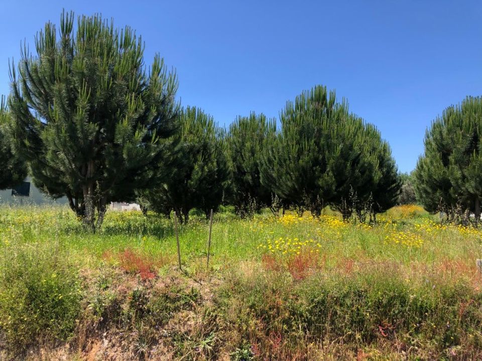 Helårsgrund i Santa Comba Dao, Viseu - foto 2