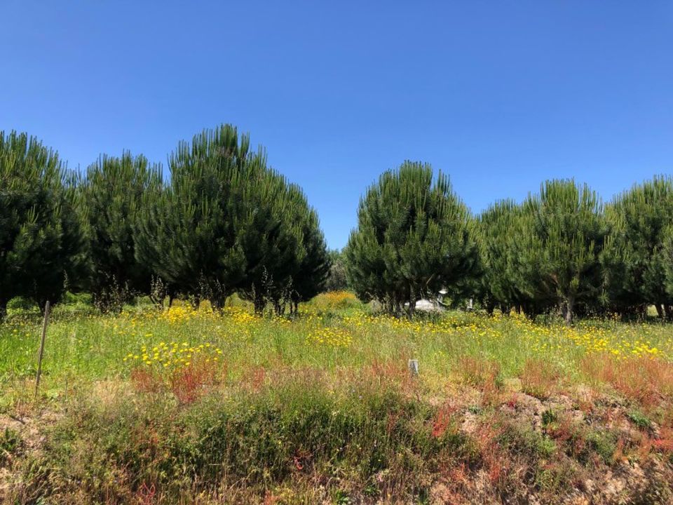 Helårsgrund i Santa Comba Dao, Viseu - foto 4