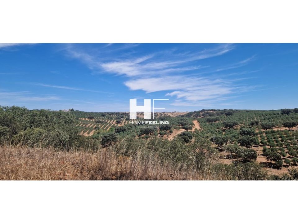 Farm i Beja, Beja - foto 4