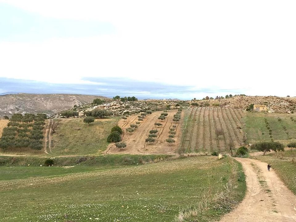 Terra a Siculiana, Agrigento - foto 5