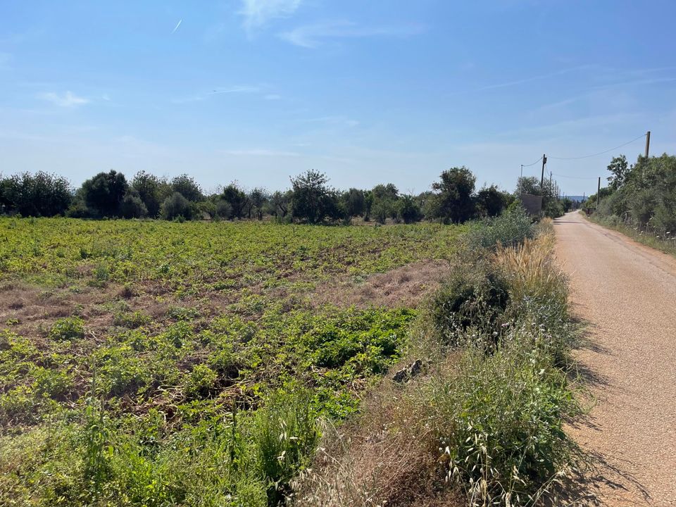 Helårsgrund i Buger, Mallorca - foto 5