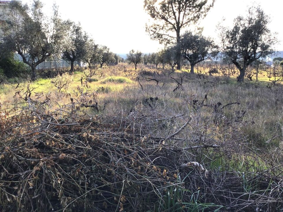 Helårsgrund i Abrantes, Santarem - foto 2