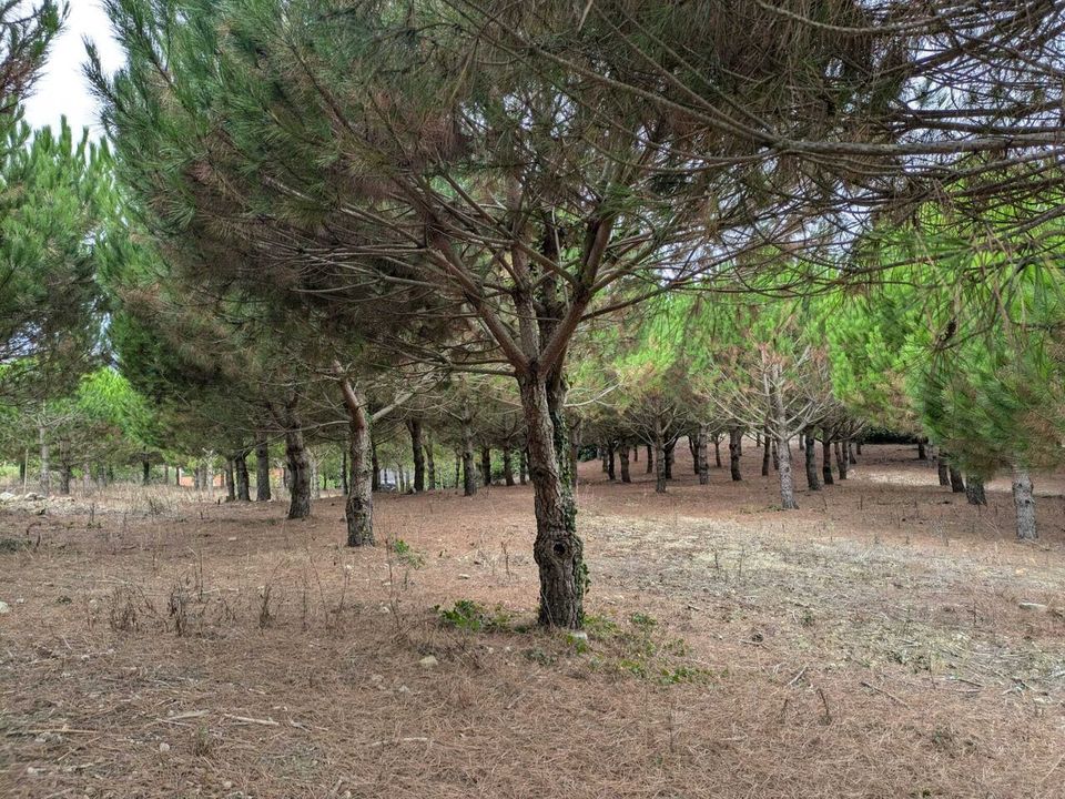 Helårsgrund i Lamas e Cercal, Lisbon - foto 3