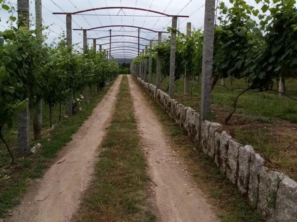 Farm i Moncao, Viana do Castelo - foto 4
