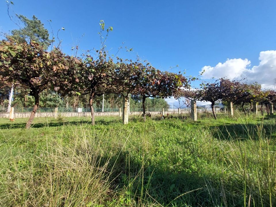 Helårsgrund i Moncao, Viana do Castelo - foto 3