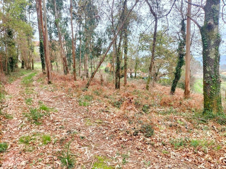 Helårsgrund i Reboreda e Nogueira, Viana do Castelo - foto 3