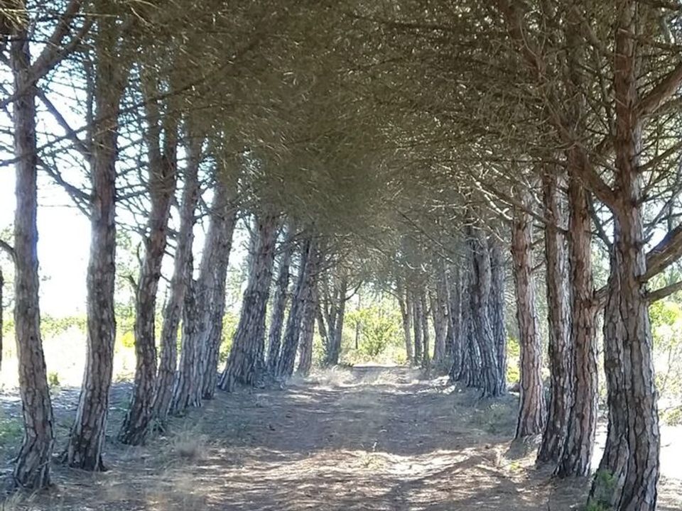 Tomt i Bordeira, Faro - bilde 4