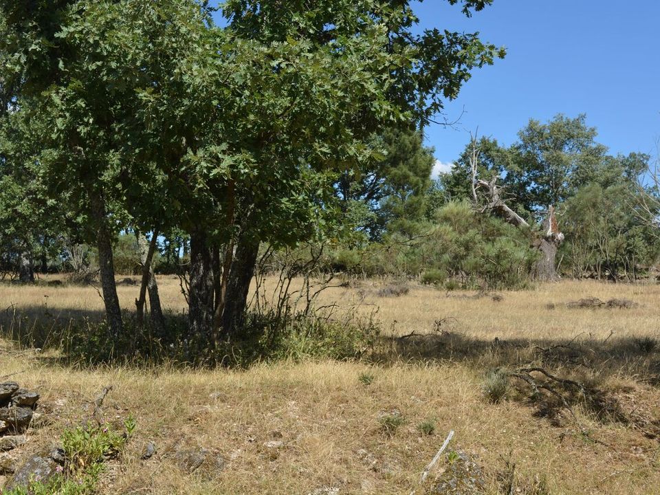 Helårsgrund i Casal de Cinza, Guarda - foto 2