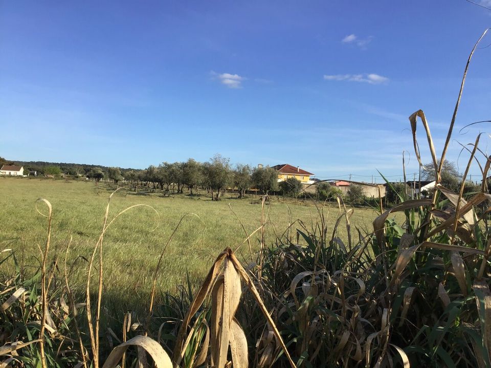 Helårsgrund i Abrantes, Santarem - foto 5