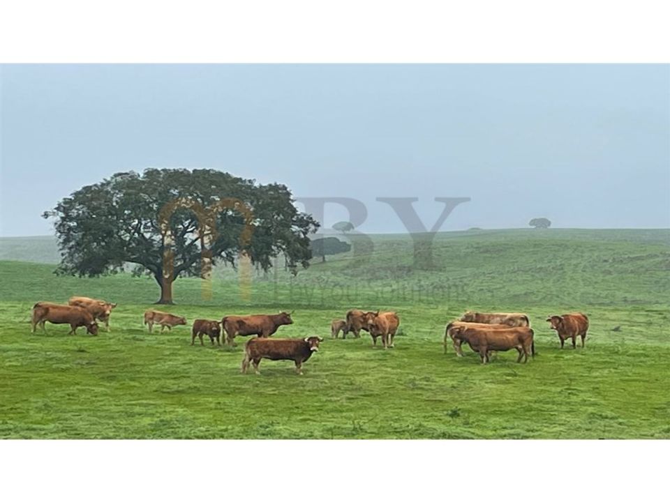 Landejendom i Beja, Beja - foto 5