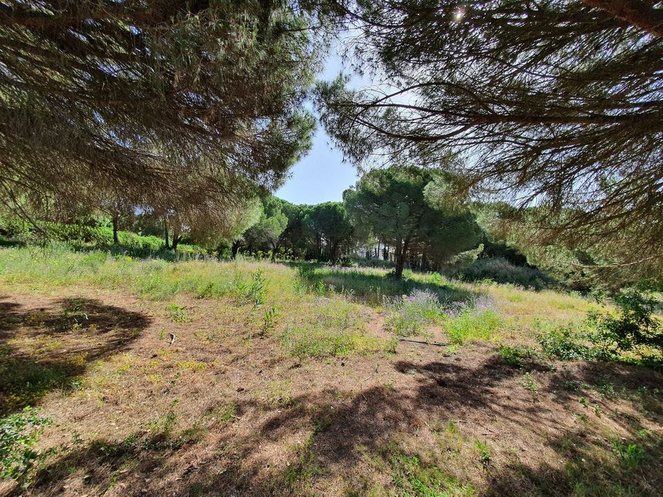 Helårsgrund i Sotogrande, Cadiz - foto 2