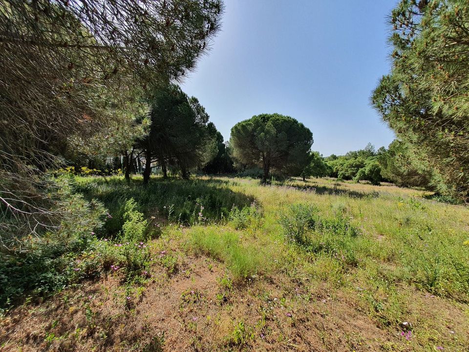 Helårsgrund i Sotogrande, Cadiz - foto 5