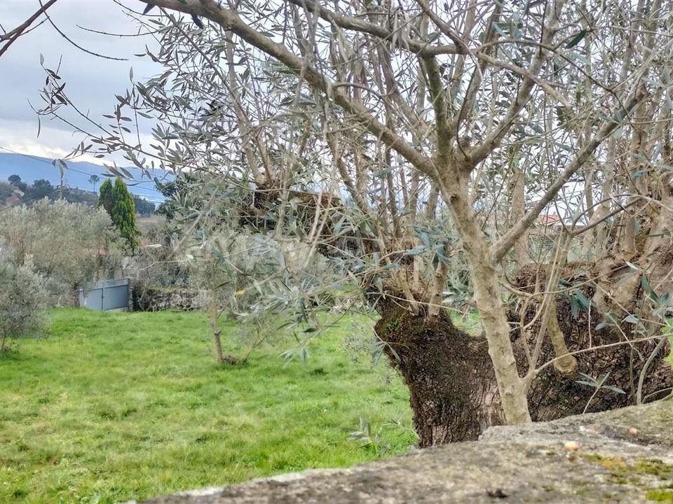 Helårsgrund i Mangualde, Viseu - foto 1