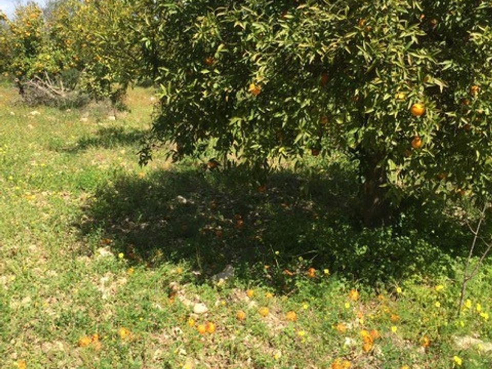 Tomt i Rosolini, Siracusa - bilde 2