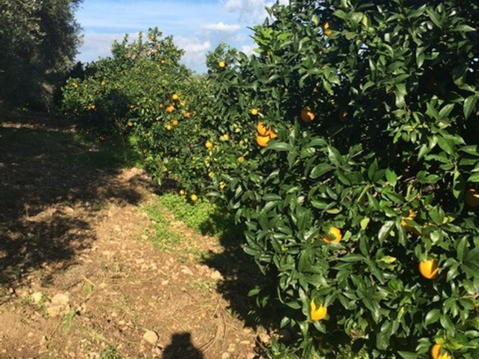 Tomt i Rosolini, Siracusa - bilde 5