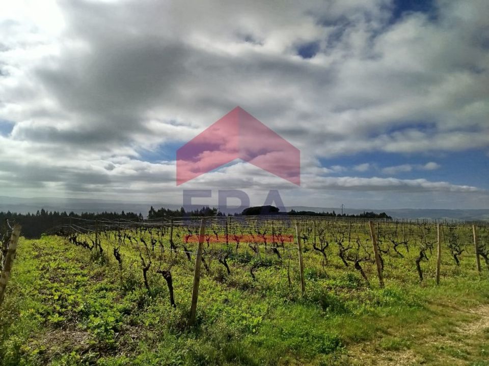 Terra a Carvalhal, Leiria - foto 2