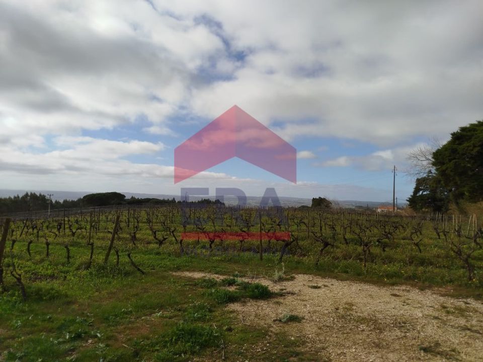 Terra a Carvalhal, Leiria - foto 4