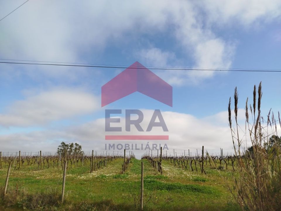 Terra a Carvalhal, Leiria - foto 2