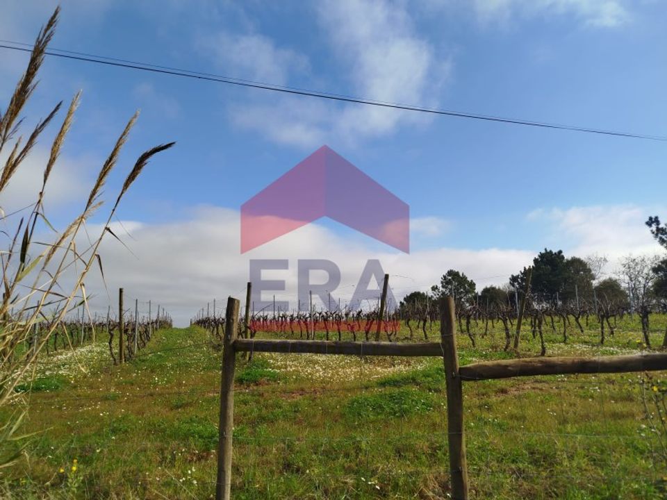 Terra a Carvalhal, Leiria - foto 4