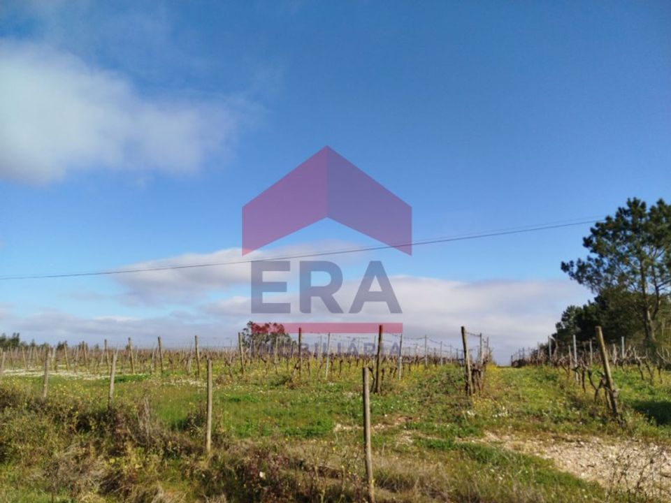 Terra a Carvalhal, Leiria - foto 5