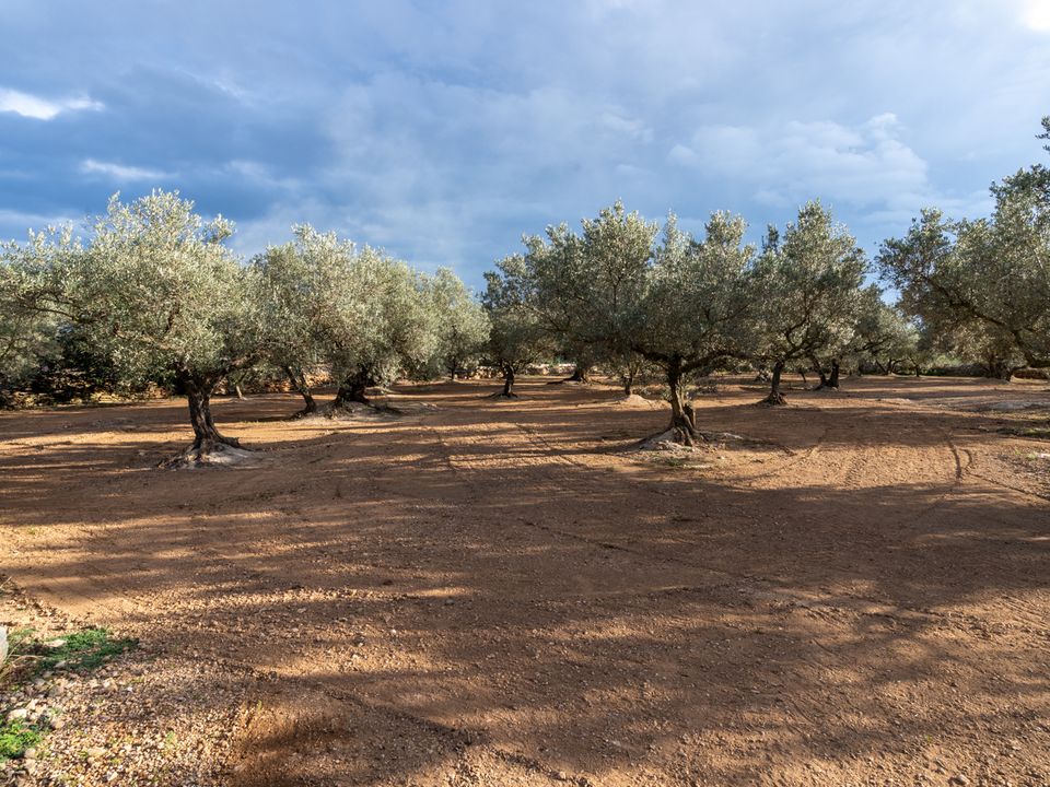 Helårsgrund i Aldover, Tarragona - foto 5
