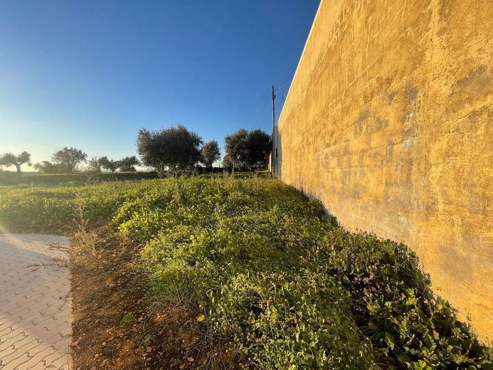 Helårsgrund i Torres Novas, Santarem - foto 5