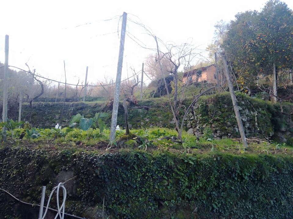 Helårsgrund i Cinfaes, Viseu - foto 2