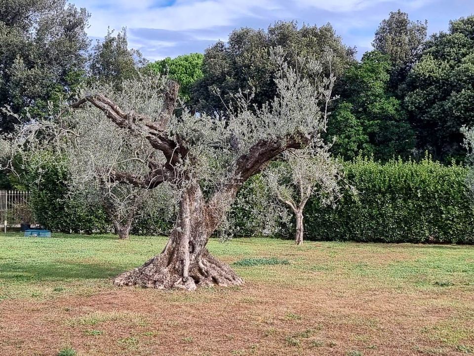 Villa i Castagneto Carducci, Livorno - foto 3