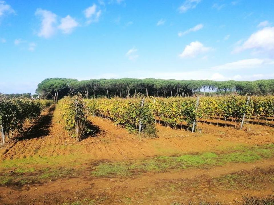 Tomt i Cortona, Arezzo - bilde 1