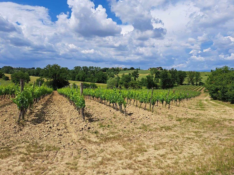 Helårsgrund i Montepulciano, Siena - foto 2