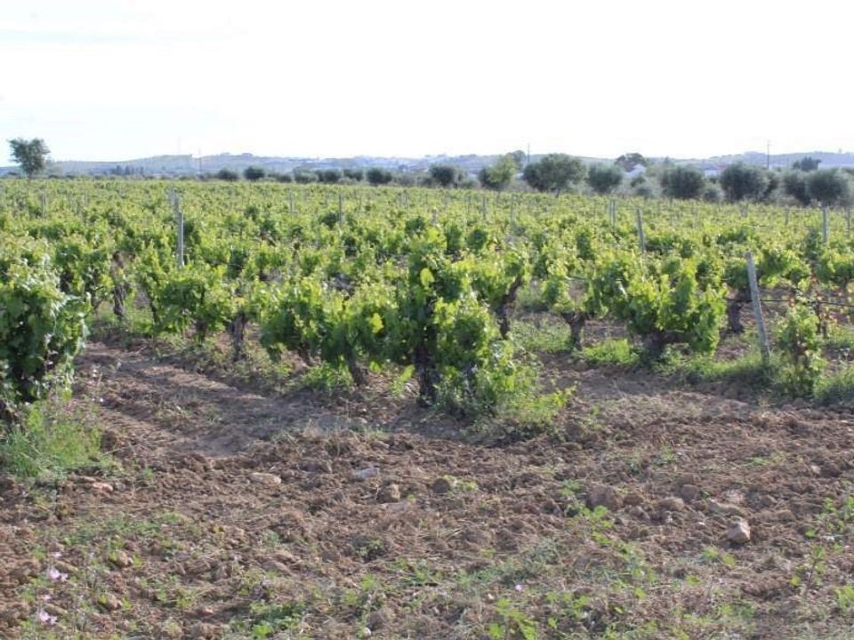 Farm hus i Redondo, Evora - foto 2