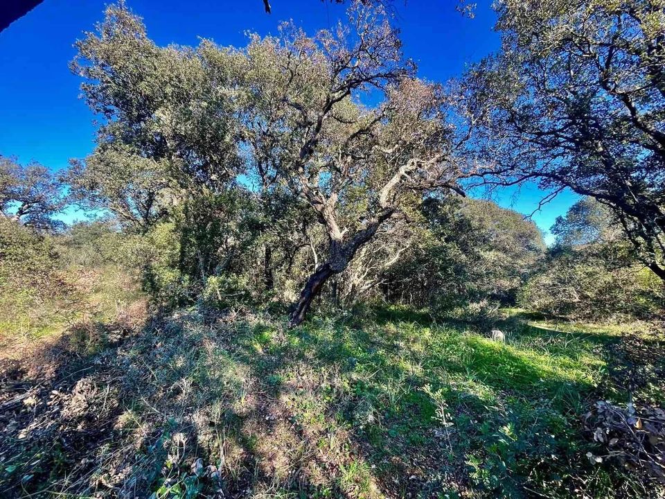 Helårsgrund i Telti, Olbia Tempio - foto 1