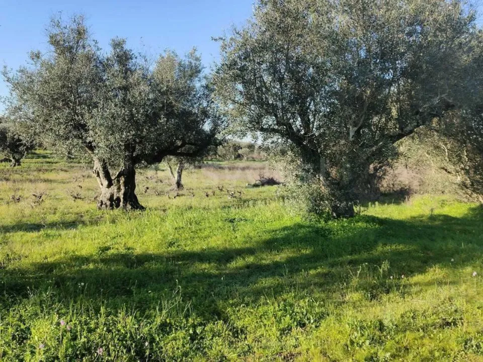 Terra a Cuba, Beja - foto 1