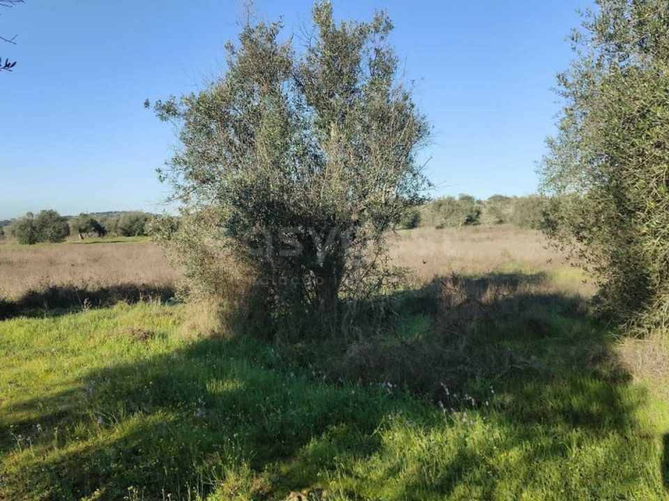 Terra a Cuba, Beja - foto 4
