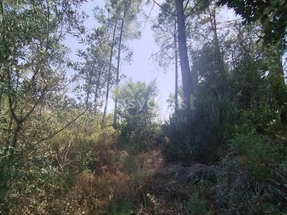 Helårsgrund i Tomar, Santarem - foto 5