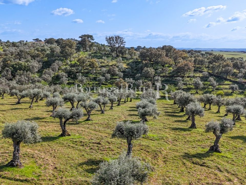 Masia a Redondo, Evora - foto 5