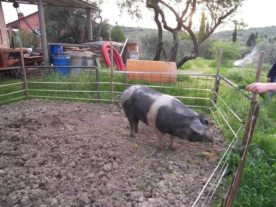 Farm hus i Sinalunga, Siena - foto 2