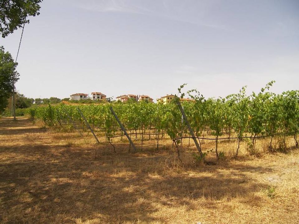 Farm hus i Marciano Della Chiana, Arezzo - foto 5