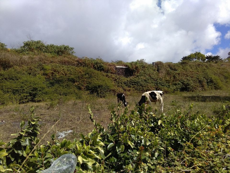 Helårsgrund i Ponta Delgada, Sao Miguel - foto 3