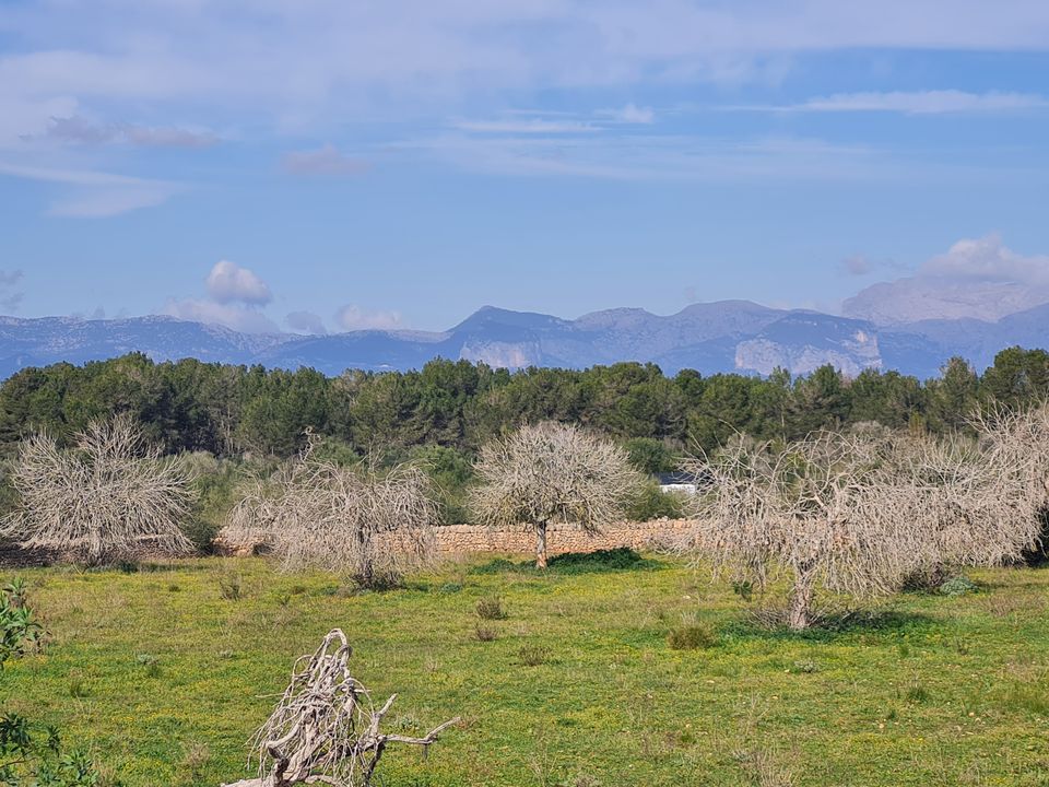 Finca i Algaida, Mallorca - foto 4
