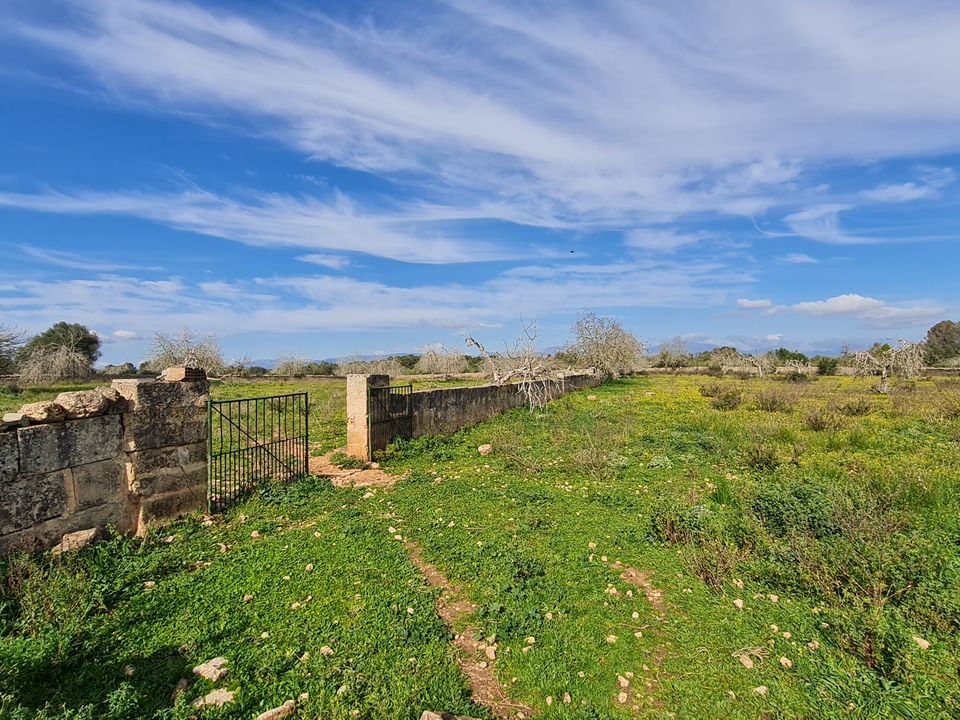 Finca i Algaida, Mallorca - foto 5