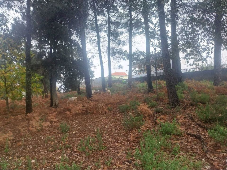 Helårsgrund i Ceivaes e Badim, Viana do Castelo - foto 2